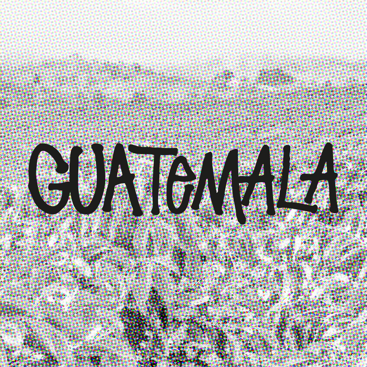 Guatemala Finca Barillas